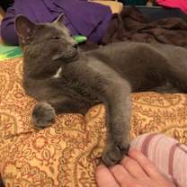 Thumbnail photo of Baby Blue Mooney #3
