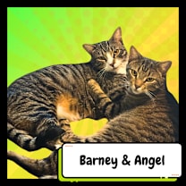Thumbnail photo of Barney & Angel #1