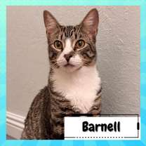 Thumbnail photo of Barney & Angel #3