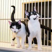 Thumbnail photo of Casper & Patches #1