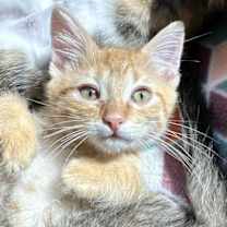 Thumbnail photo of Darwin #1