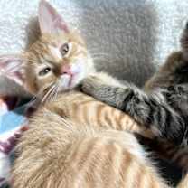 Thumbnail photo of Darwin #3