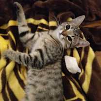 Thumbnail photo of Sassy Girl #2