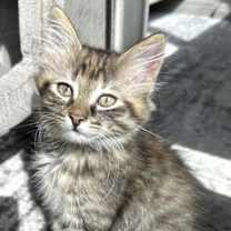Thumbnail photo of Daisy #1