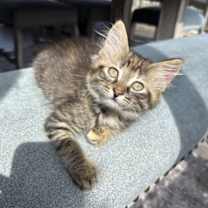 Thumbnail photo of Daisy #2