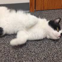 Thumbnail photo of Nelson #4