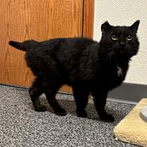 Thumbnail photo of Nigel #3