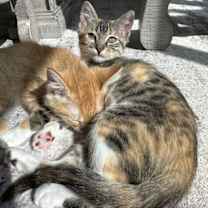 Thumbnail photo of Daphne #3