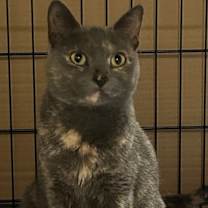 Thumbnail photo of Lavender #1