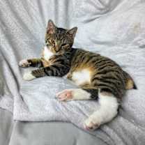 Thumbnail photo of Fawn YOUNG MALE TABBY #1