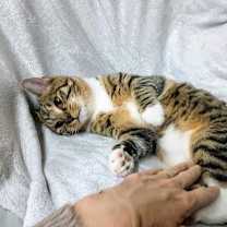 Thumbnail photo of Fawn YOUNG MALE TABBY #2