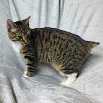 Thumbnail photo of Fawn YOUNG MALE TABBY #3