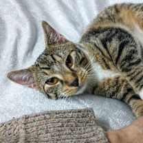 Thumbnail photo of Fawn YOUNG MALE TABBY #4