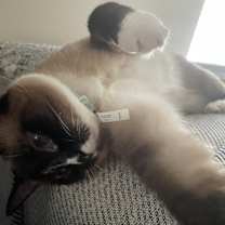 Thumbnail photo of Freya #2