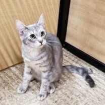 Thumbnail photo of Misto #2