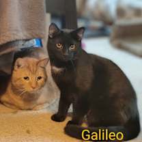 Thumbnail photo of Galileo #1