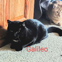Thumbnail photo of Galileo #2