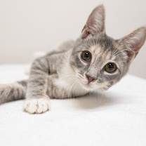 Thumbnail photo of Daisy #1