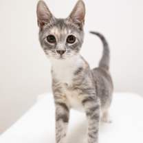 Thumbnail photo of Daisy #2