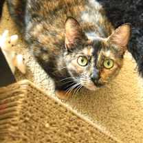 Thumbnail photo of Simone Biles #1