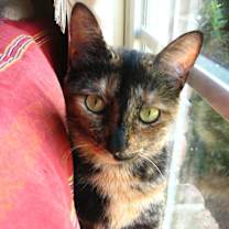 Thumbnail photo of Simone Biles #2