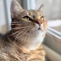 Thumbnail photo of MEADOW GIRL #3