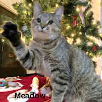 Thumbnail photo of MEADOW GIRL #2