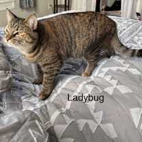 Thumbnail photo of LADYBUG #3