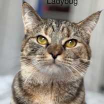 Thumbnail photo of LADYBUG #1