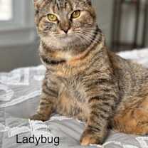 Thumbnail photo of LADYBUG #2