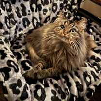 Thumbnail photo of Ivy #1