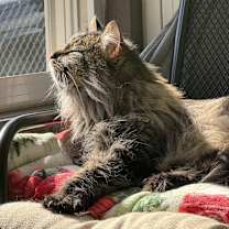 Thumbnail photo of Ivy #2