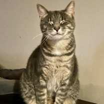 Thumbnail photo of Merry #1