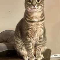 Thumbnail photo of Merry #2