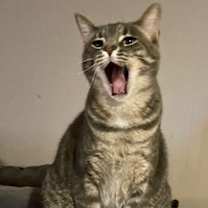 Thumbnail photo of Merry #3