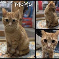 Thumbnail photo of MoMo #2