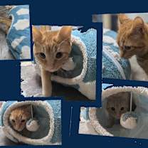 Thumbnail photo of MoMo #3