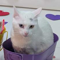 Thumbnail photo of Noel #2