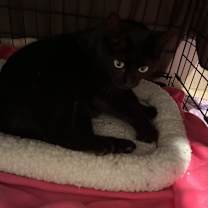Thumbnail photo of My Maria 1111 #2