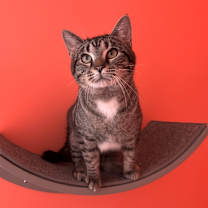 Thumbnail photo of Bacon #2