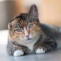 Thumbnail photo of Brooks #2