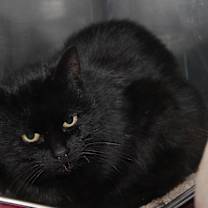 Thumbnail photo of Catrina (Spayed) #1