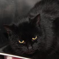 Thumbnail photo of Catrina (Spayed) #2