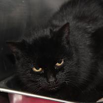 Thumbnail photo of Catrina (Spayed) #3