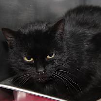 Thumbnail photo of Catrina (Spayed) #4