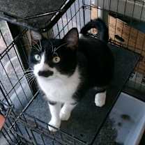 Thumbnail photo of Mr Tibbs #3