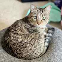 Thumbnail photo of Chippy #2