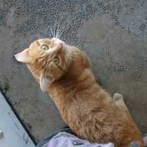 Thumbnail photo of Zirkie #1