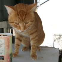 Thumbnail photo of Zirkie #3