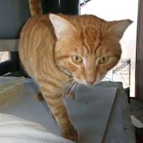 Thumbnail photo of Zirkie #4